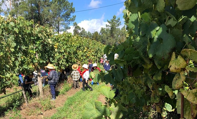 Crianças do infantário foram vindimar para cultivar tradições